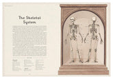 Anatomicum